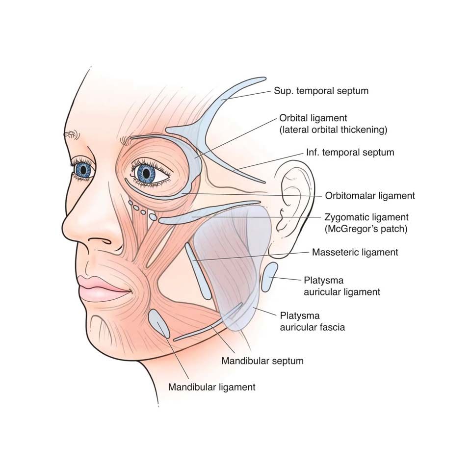 ligamentos faciales