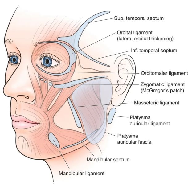 ligamentos faciales